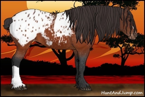 Horse Color:Brown Appaloosa  and Brown Appaloosa 