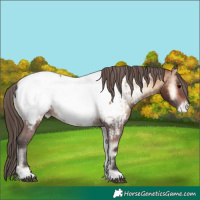 Horse Color:Brown Onyx Appaloosa  and Brown Onyx Appaloosa 