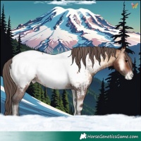 Horse Color:Brown Onyx Appaloosa and Brown Onyx Appaloosa