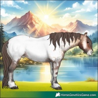 Horse Color:Brown Onyx Appaloosa  and Brown Onyx Appaloosa 
