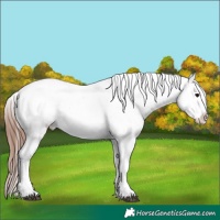 Horse Color:Brown Onyx Appaloosa  and Brown Onyx Appaloosa 