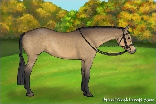 Horse Color:Buckskin Rabicano 