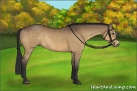 Horse Color:Buckskin Rabicano 