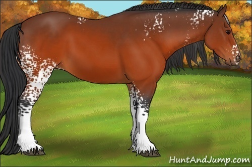Horse Color:White Spotted Brown