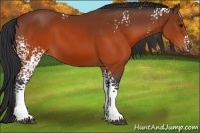 Horse Color:White Spotted Brown 
