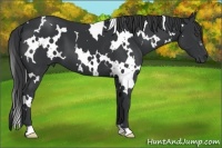 Horse Color:White Spotted Black 