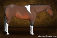 Horse Color:Bay Roan Tobiano
