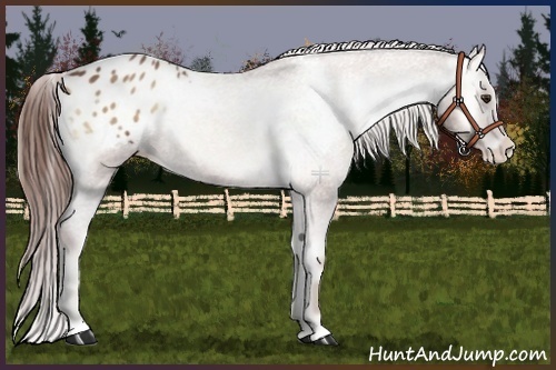 Horse Color:Red Onyx Sabino Appaloosa 