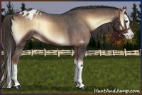 Horse Color:Liver Red Onyx Sabino Splash Appaloosa 