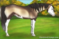 Horse Color:Liver Red Onyx Splash 