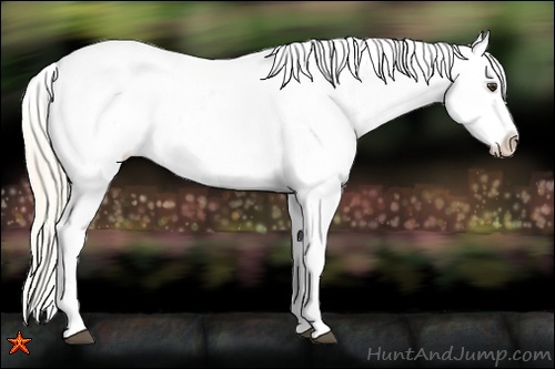 Horse Color:Palomino Roan Appaloosa 
