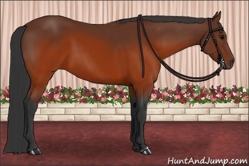 Horse Color:Brown and Brown