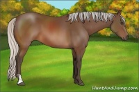 Horse Color:Silver Brown Sabino Frame