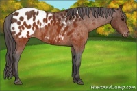 Horse Color:Brown Appaloosa  Brindle