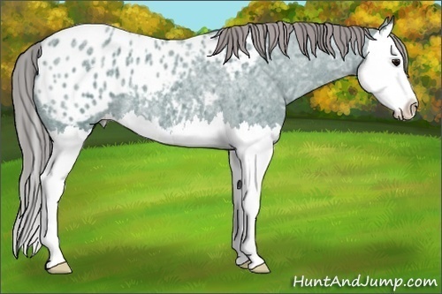 Horse Color:Watercolor Smoky Blue Ice Roan Splash Appaloosa 