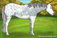 Horse Color:Watercolor Smoky Blue Ice Roan Splash Appaloosa 