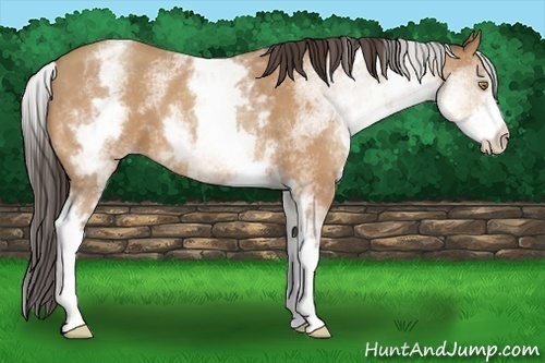 Horse Color:White Spotted Amber Champagne 