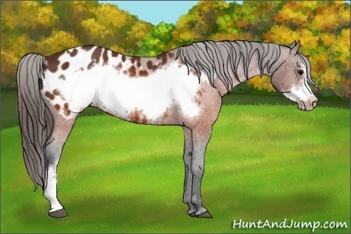Horse Color:Brown Frame Appaloosa  and Brown Frame Appaloosa 