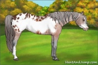 Horse Color:Brown Frame Appaloosa and Brown Frame Appaloosa