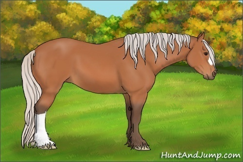 Horse Color:Silver Bay 