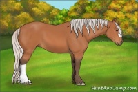 Horse Color:Silver Bay