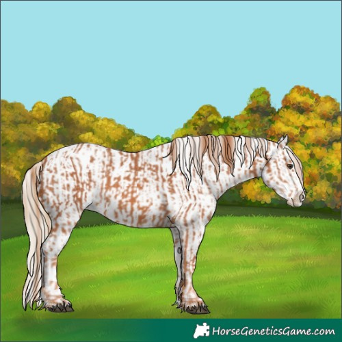 Horse Color:Chestnut Splash  and Chocolate Palomino Dun Appaloosa 