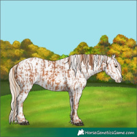 Horse Color:Chestnut Splash and Chocolate Palomino Dun Appaloosa