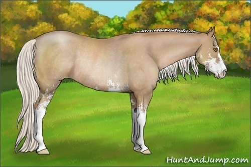 Horse Color:Silver Black Pearl Sabino Rabicano