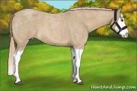 Horse Color:Palomino Roan Splash 