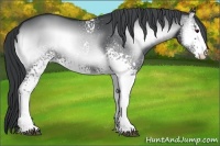 Horse Color:White Spotted Blue Onyx Chinchilla 