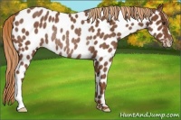 Horse Color:Chestnut Near Leopard Rabicano