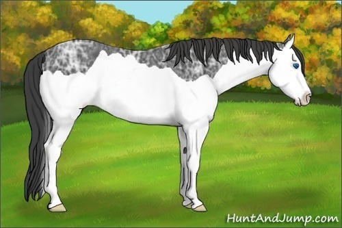 Horse Color:Smoky Black Ice Splash 