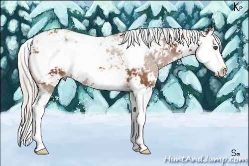 Horse Color:Silver Bay Sabino Splash