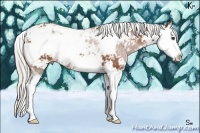Horse Color:Silver Bay Sabino Splash 