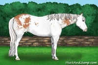 Horse Color:White Spotted Silver Bay Splash 