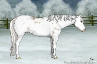 Horse Color:Silver Black Ice Sabino 