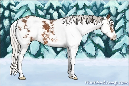Horse Color:Silver Bay Sabino 