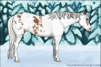 Horse Color:Silver Bay Sabino 