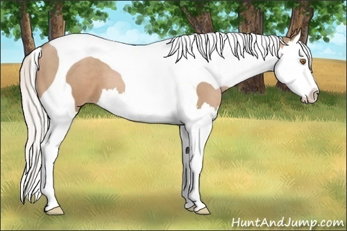 Horse Color:Silver Black Pearl Splash Tobiano 