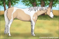 Horse Color:Silver Classic Champagne Sabino Tobiano 