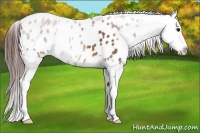 Horse Color:Bay Appaloosa