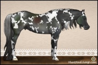 Horse Color:White Spotted Liver Chestnut 