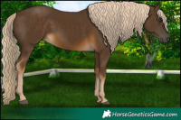 Horse Color:Chocolate Palomino 