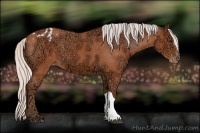 Horse Color:Silver Bay Ice Appaloosa 