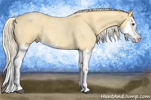 Horse Color:Palomino Roan Splash 