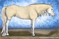Horse Color:Palomino Roan Splash