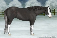 Horse Color:Liver Chestnut Sabino Splash