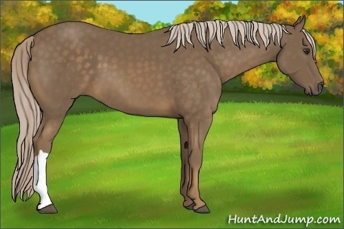 Horse Color:Chocolate Palomino 