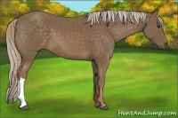 Horse Color:Chocolate Palomino 