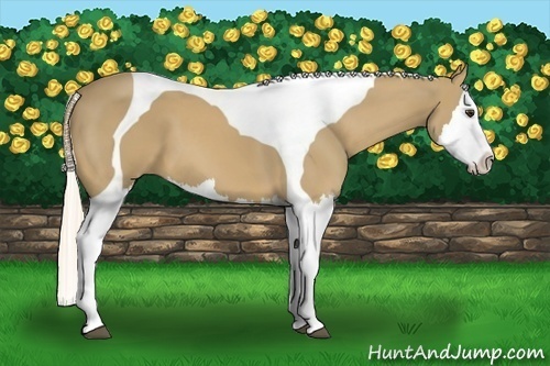 Horse Color:Palomino Splash Tobiano 